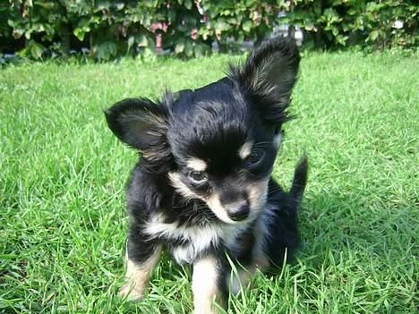 Chihuahua Hugo billede 8