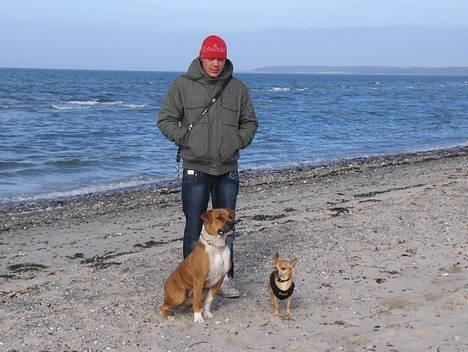 Blanding af racer Tazzi, Amstaff/am bulldog - Den 11 marts 2007. Her er min far, min storebror og mig på stranden. Ja, mor er gemt bag kameraet. billede 19