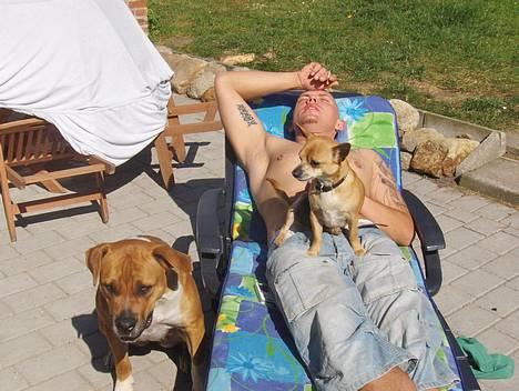 Blanding af racer Tazzi, Amstaff/am bulldog - maj 2007. puha det er varmt for os tre... billede 20