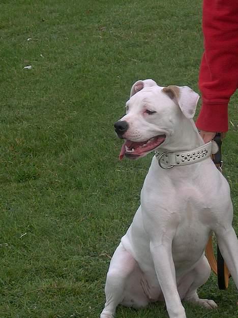 Amerikansk bulldog kela billede 6