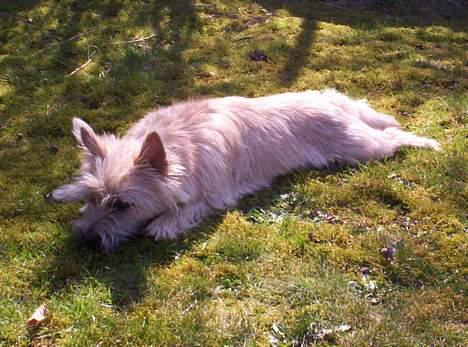 Cairn terrier Arthur billede 7
