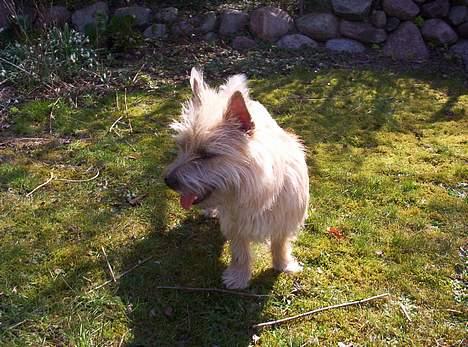 Cairn terrier Arthur billede 8