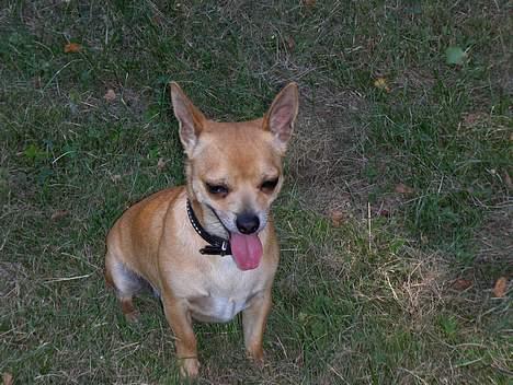 Chihuahua Rex - lagt på den 14 sep. billede 15