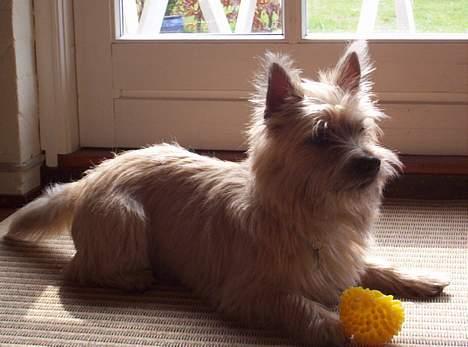 Cairn terrier Arthur billede 9