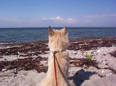 Cairn terrier Arthur billede 10