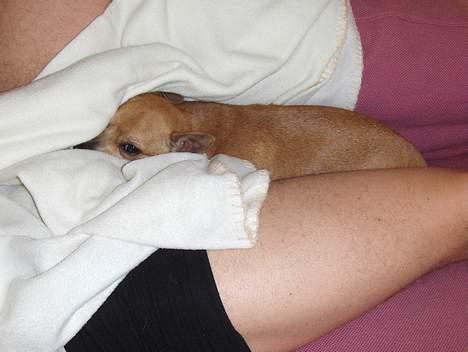 Chihuahua Rex - lagt på den 14 sep. billede 16