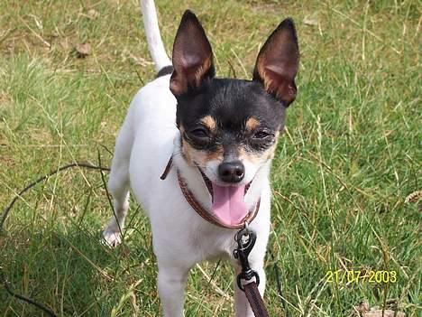 Amerikansk toy terrier Charlie   - Charlie efter en rigtig god tur i Rebild Bakker billede 1