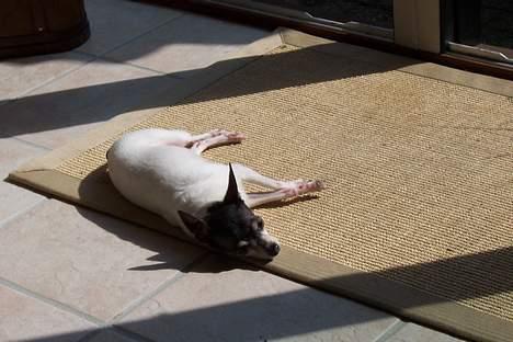 Amerikansk toy terrier Charlie   - 1. Maj : Ahh hvor er det dejligt, igen at kunne ligge i en solstråle. billede 2