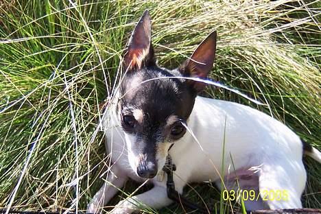 Amerikansk toy terrier Charlie   - Det er nu godt med en lille pause engang imellem !! billede 3