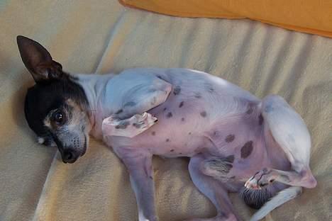 Amerikansk toy terrier Charlie   - Kù man lige få lidt nus på maven, Tak billede 4