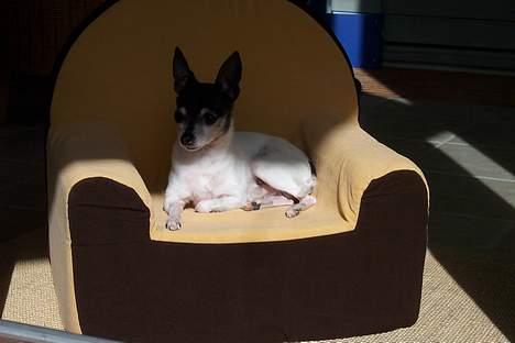Amerikansk toy terrier Charlie   - Endelig fik jeg min egen lænestol !! billede 5