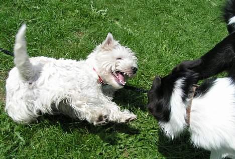 West highland white terrier Daisy - Daisy leger med sin border collie ven, samtidig med at hun ser meget grim ud billede 11