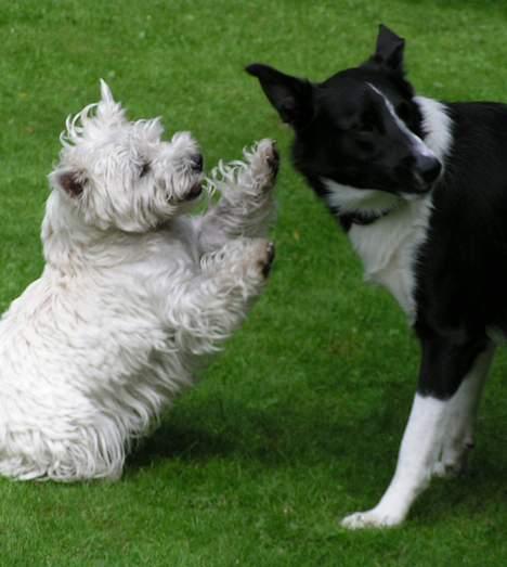 West highland white terrier Daisy - leger med sin border collie ven igen billede 12