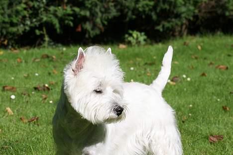 West highland white terrier Daisy - Saa ligner daisy sku en voksen hund billede 13