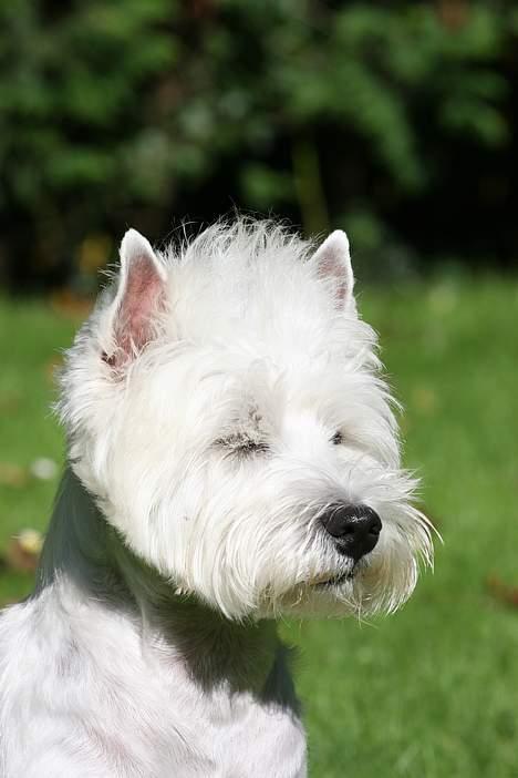 West highland white terrier Daisy billede 14
