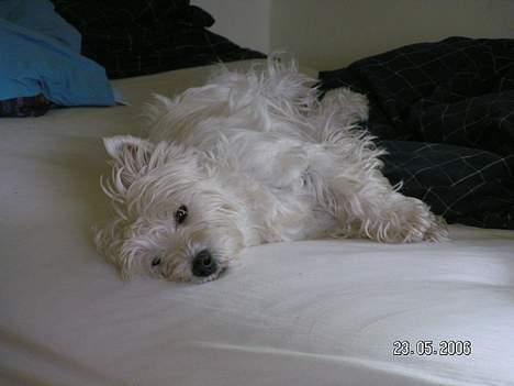 West highland white terrier Daisy - daisy slapper billede 15