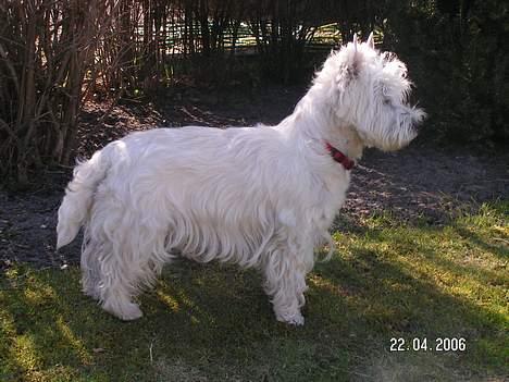 West highland white terrier Daisy billede 16