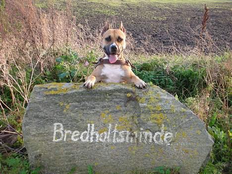 Amerikansk staffordshire terrier Freja + Aflivet + billede 12