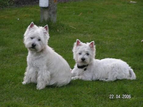 West highland white terrier Daisy - Daist der sidder, og paloma(min morfars westie) der ligger ned billede 17
