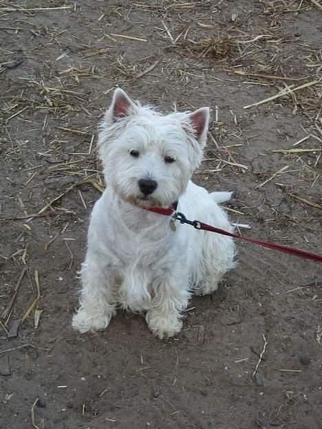 West highland white terrier Daisy - Daisy med ude i stalden ved hestene billede 18