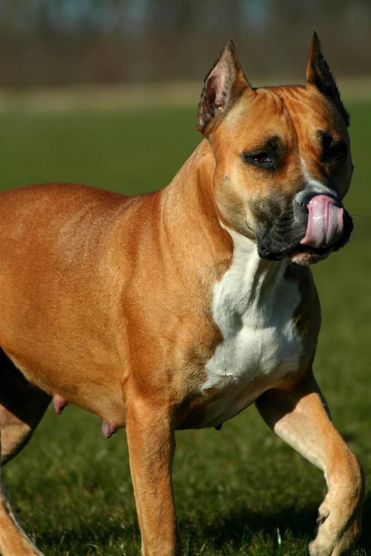 Amerikansk staffordshire terrier Freja + Aflivet + - Www.Soegaarde.dk billede 13