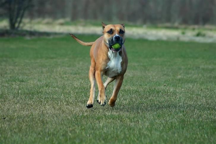 Amerikansk staffordshire terrier Freja + Aflivet + - Www.Soegaarde.dk billede 14