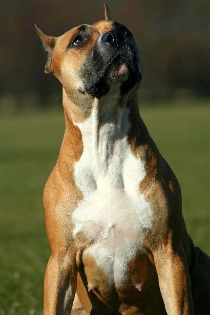 Amerikansk staffordshire terrier Freja + Aflivet + - Www.Soegaarde.dk billede 15