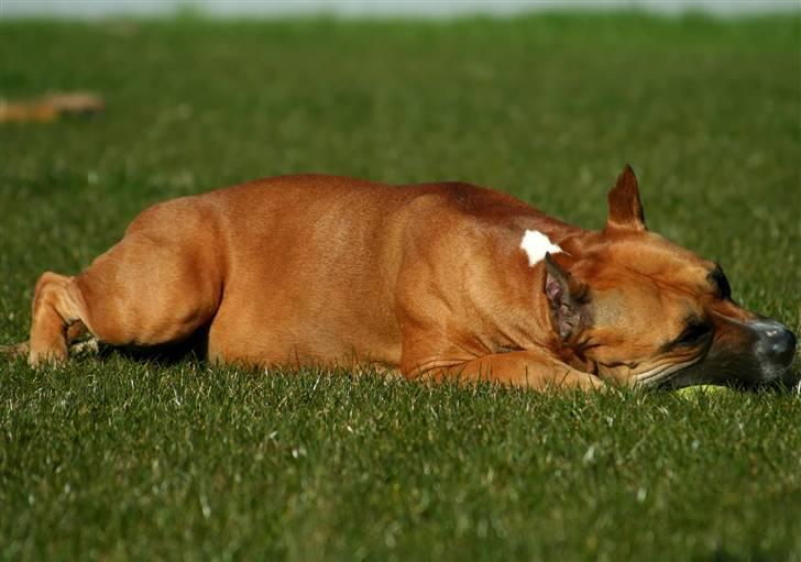 Amerikansk staffordshire terrier Freja + Aflivet + - Www.Soegaarde.dk billede 16