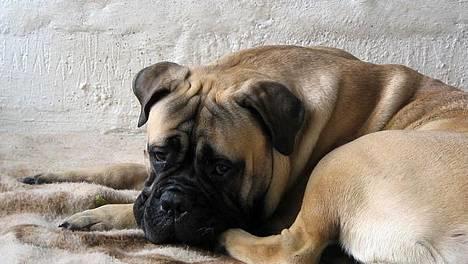 Bullmastiff Goya*elsker dig min skat* - hvem kan stå for det udtryk...? billede 11