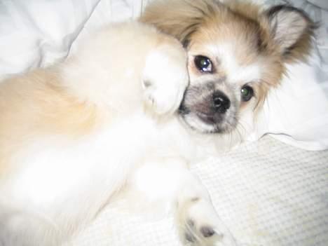 Tibetansk spaniel Follow Cespas Polly Pop - Nus mig nu! billede 15