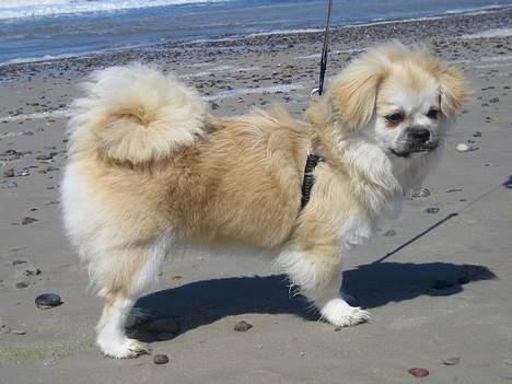 Tibetansk spaniel Follow Cespas Polly Pop - Lækre Cespa billede 16