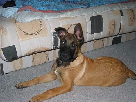 Malinois Søholms Cody  * DØD * - 15/10-06: Det første billede jeg har af ham, lige da han var flyttet ind. billede 1