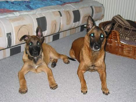 Malinois Søholms Cody  * DØD * - 15/10-06: Tikki og Cody... billede 2