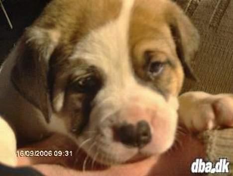 Blanding af racer Cali - Annoncebilledet og så var jeg solgt ;-) billede 1