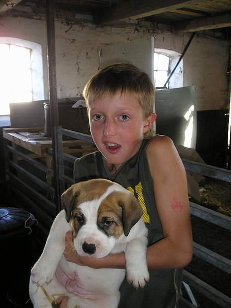 Blanding af racer Cali - På besøg hos kuldet, Emil synes han vejer godt billede 2