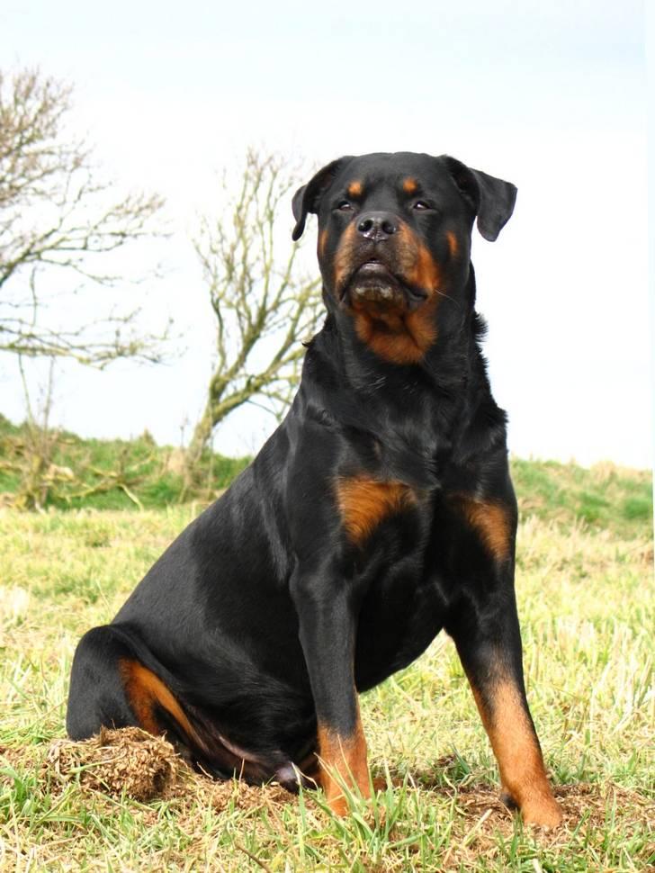 Rottweiler Bundy * 27-6-01 † 01.06.2015  - 01.04.09   billede 12