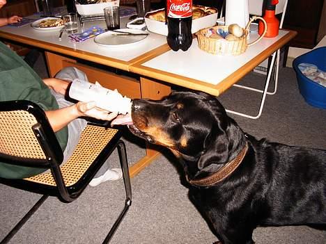 Rottweiler Chili - Min kære venindes søn gad ikk mere flaske så skulle Chili da ha resten... billede 14