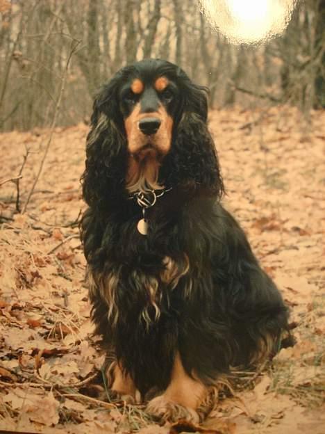 Cocker spaniel Daisy † R.I.P †  - Er hun ikk bare fiin:D billede 16