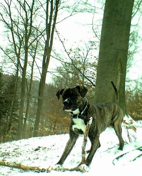 Amerikansk staffordshire terrier Chucky (1 Jan. 06) billede 12