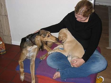 Saluki Qhandahar billede 2