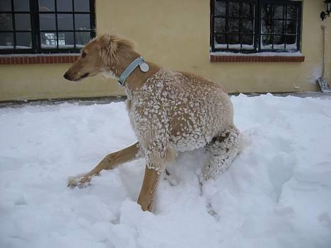 Saluki Qhandahar - sneen sætter sig i den uldne hvalpepels - men det er sjovt alligevel billede 3