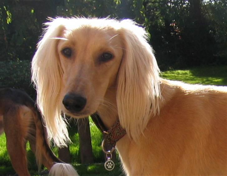 Saluki Qhandahar billede 4