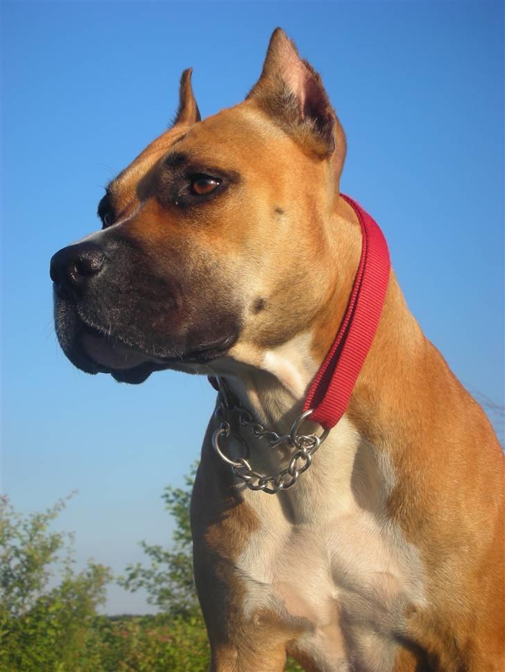 Amerikansk staffordshire terrier Freja + Aflivet + - Www.Soegaarde.dk billede 17
