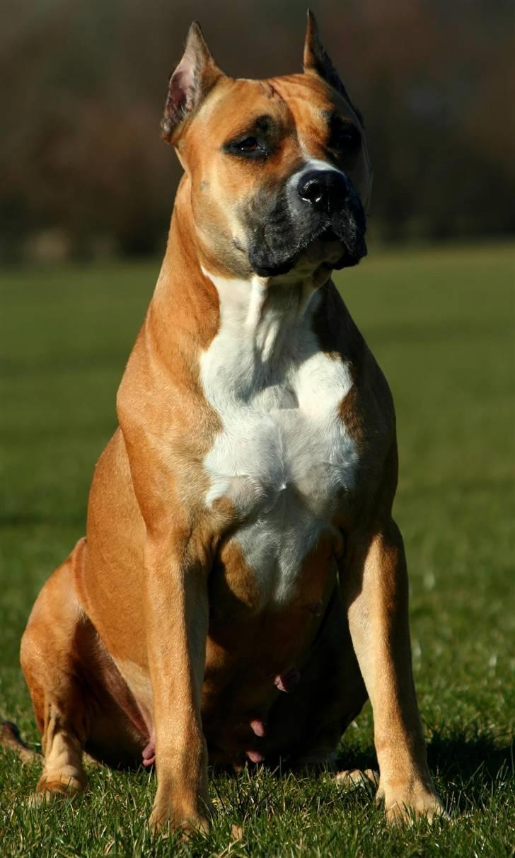 Amerikansk staffordshire terrier Freja + Aflivet + - Www.Soegaarde.dk billede 18