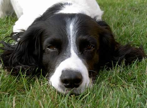 Field Trial spaniel Max - Nærbillede af mit smukke hoved! billede 1