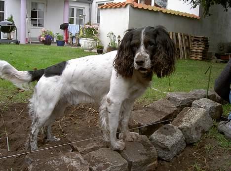 Field Trial spaniel Max - Jeg elsker at hjælpe til med havearbejdet!! Også selvom jeg tit bliver "lidt" beskidt... billede 2