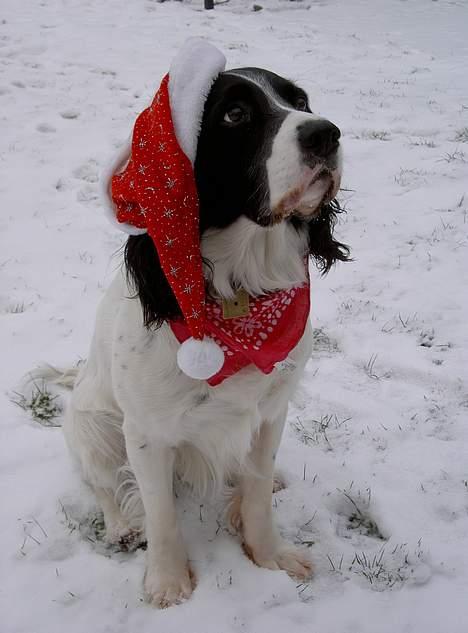 Field Trial spaniel Max - Rigtig julestemning med nissehue og charmeklud! billede 3