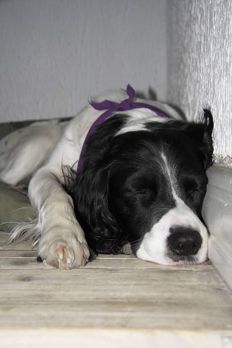 Field Trial spaniel Max - Her er jeg i dyb søvn.... zzzz..... billede 4