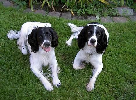 Field Trial spaniel Max - Her er jeg sammen med min dejlige brormand - Milo billede 6