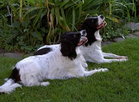 Field Trial spaniel Max - Her er min brormand og jeg igen.... billede 7